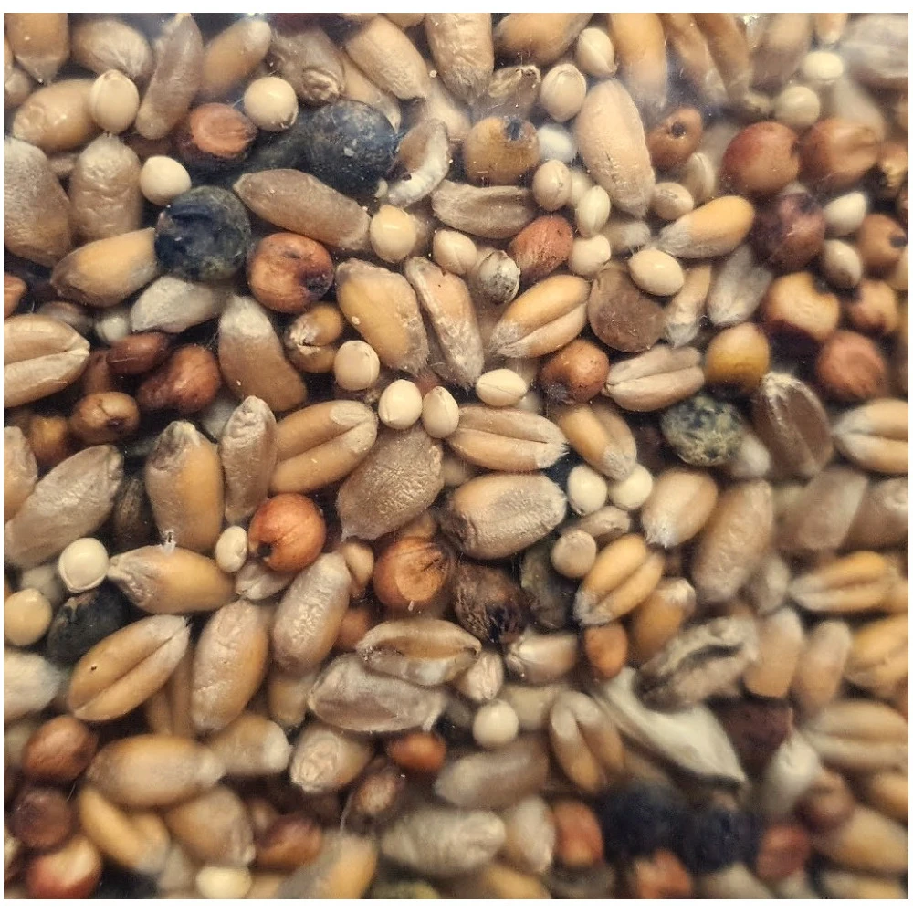 Zolux Graines Pour Tourterelle Sac De 800g Pour Oiseaux 3 Zolux Graines Pour Tourterelle Sac De 800g Pour Oiseaux – Image 3