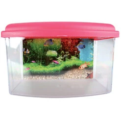 Zolux Aqua Travel Box II, Médium, Taille 28 X 20 X H 17 Cm, Pour Poisson Couleur Aléatoire -Zolux Animalia Promos Boutique 3336023030371 3