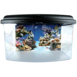 Zolux Aqua Travel Box II, Small, Taille 22 X 16 X H 14 Cm Pour Poisson Couleur Aléatoire -Zolux Animalia Promos Boutique 3336023030371 7